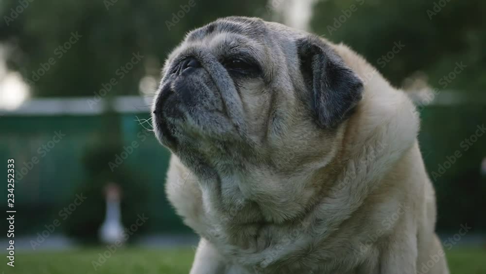 An old gray-haired pug sits on the grass in summer. slow motion, 1920x1080, full hd