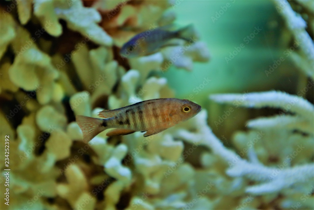 Obraz premium Coral Sea Fish 