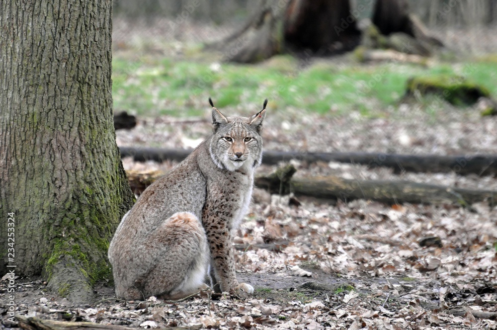 Luchs Luchs