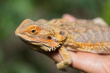 in the palm sits a bearded agama lizard, on a background of greenery, an exotic animal
