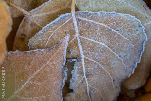 Welke Blätter im Frost photo
