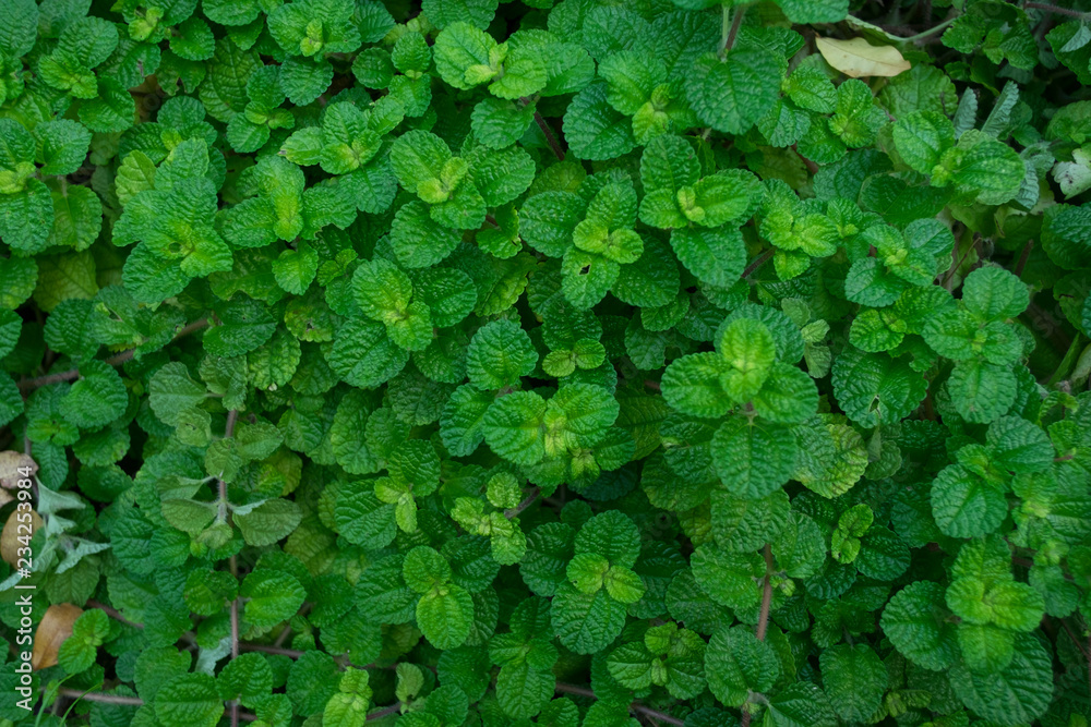Background and texture of green leaf. Plant for decorations in the garden. Background and texture of green leaf. Plant for decorations in the garden.