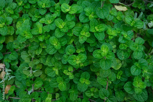 Wallpaper Mural Background and texture of green leaf. Plant for decorations in the garden. Torontodigital.ca