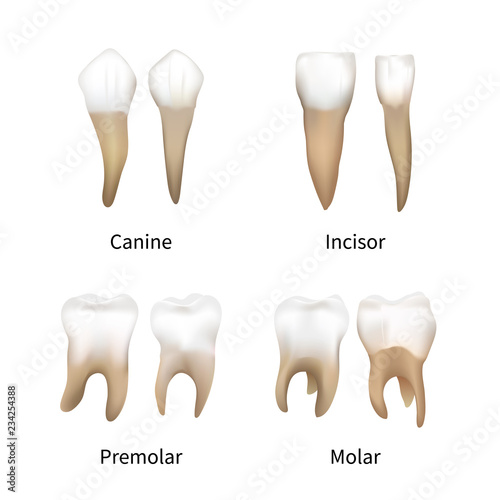 Set of realistic human teeth types isolated on white