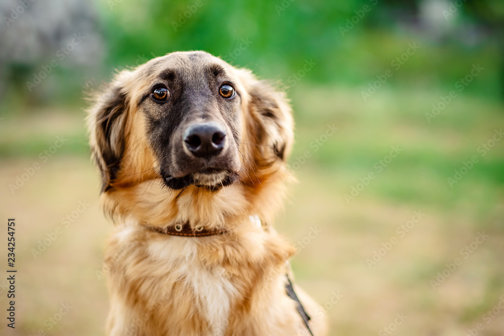 Closeup portrait of a cute brown dog outdoors