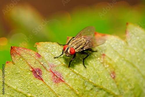 closeup of tachina fly photo