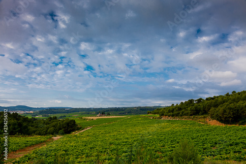 Vista de viñedos en la comarca del Penedés, provincia de Barcelona, Catalunya