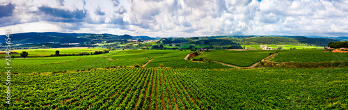 Vista de viñedos en la comarca del Penedés, provincia de Barcelona, Catalunya photo