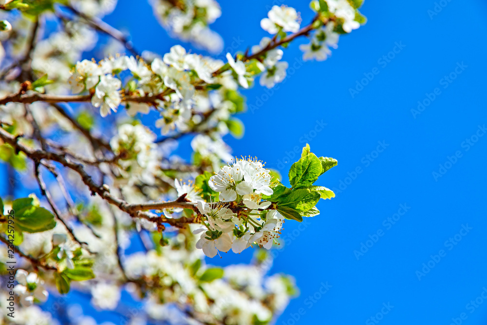 Blooming tree plum on background blue sky. Spring gardening. Blooming tree plum on background blue sky. Spring gardening.