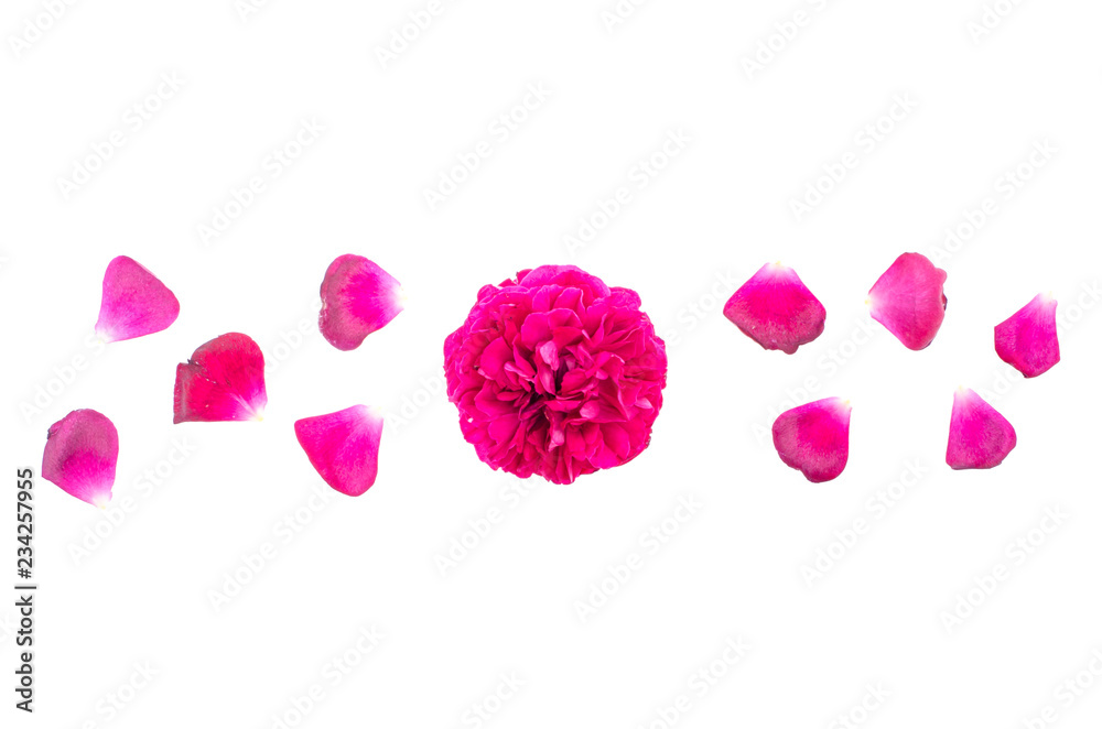 Petals and head of dark pink rose on white background