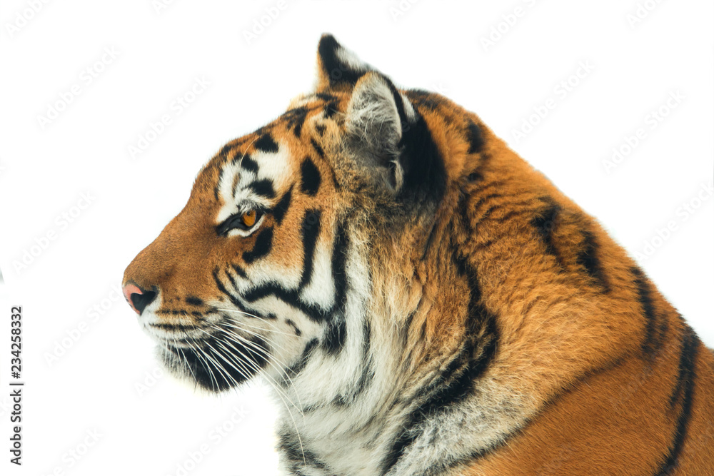 Obraz premium portrait tiger isolated