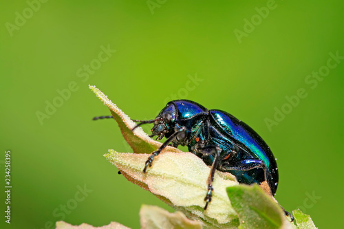 beetle on green leaf © YuanGeng