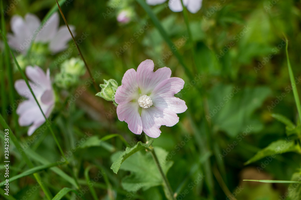 close up of Lavatera flower in the garden close up of Lavatera flower in the garden