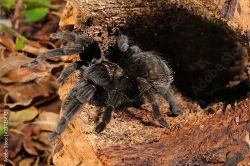 schwarze Vogelspinne aus Mexiko (Aphonopelma caniceps) black tarantula from Mexico photo