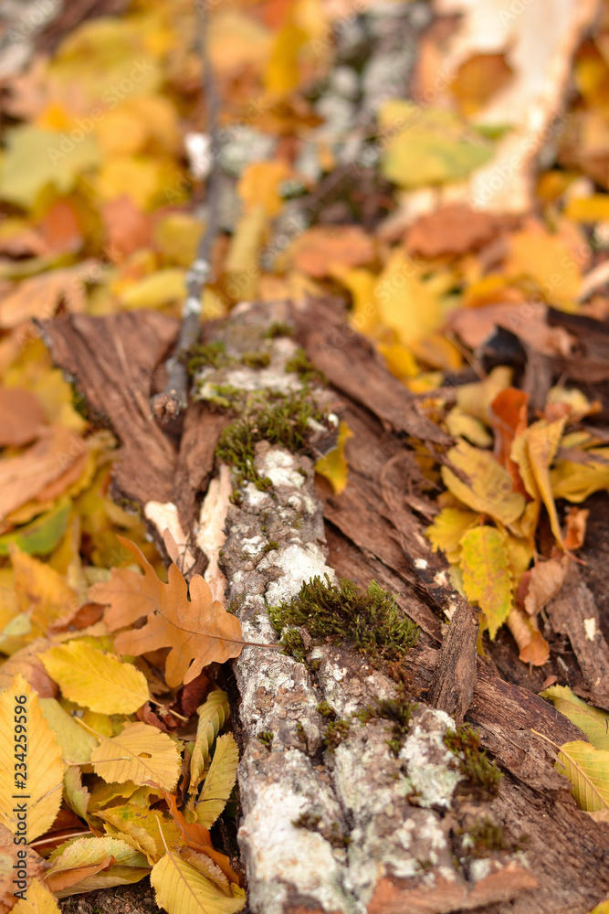 Bark tree in the ground with autumn leaves Bark tree in the ground with autumn leaves