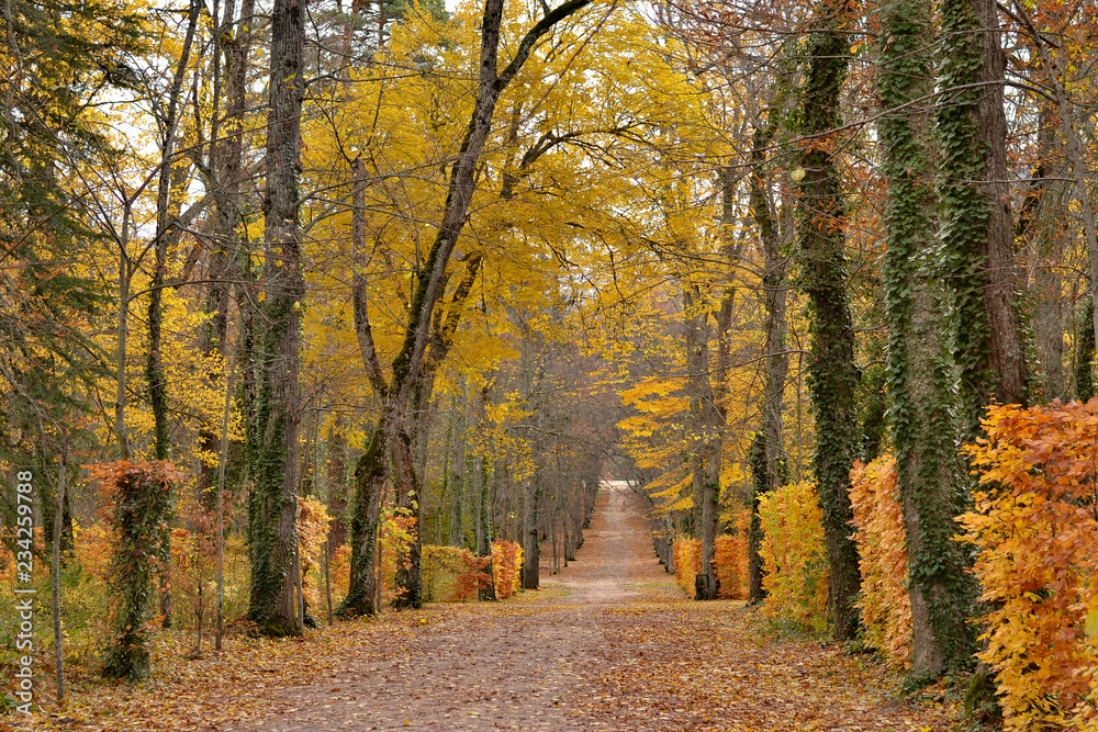 Obraz premium Path in the forest in autumn