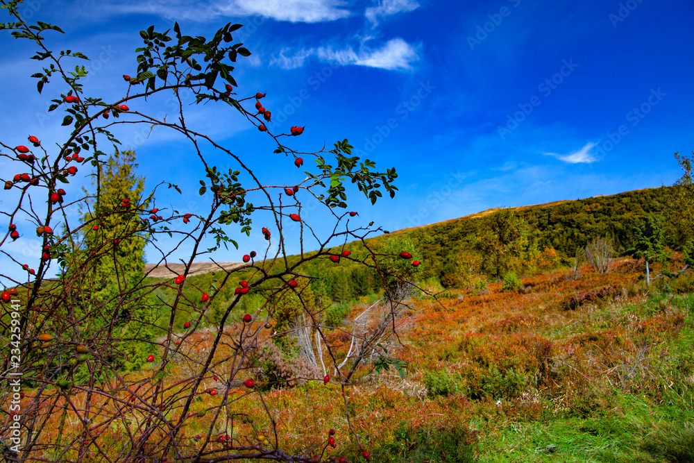 Obraz premium Landscape of autumnal peaks of the Carpathians.