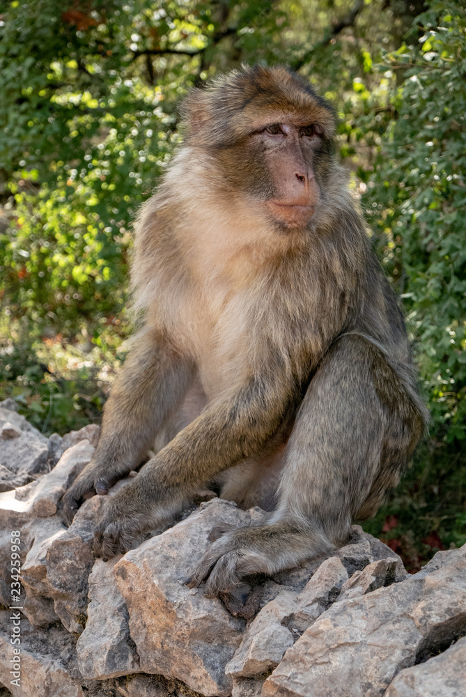 Macaque de Barbarie (Macaca Sylvanus) assis sur un mur de pierre Macaque de Barbarie (Macaca Sylvanus) assis sur un mur de pierre