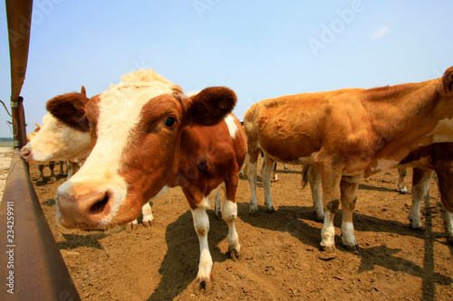Beef cattle in a farms