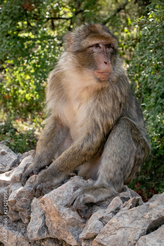 Macaque de Barbarie (Macaca Sylvanus) assis sur un mur de pierre