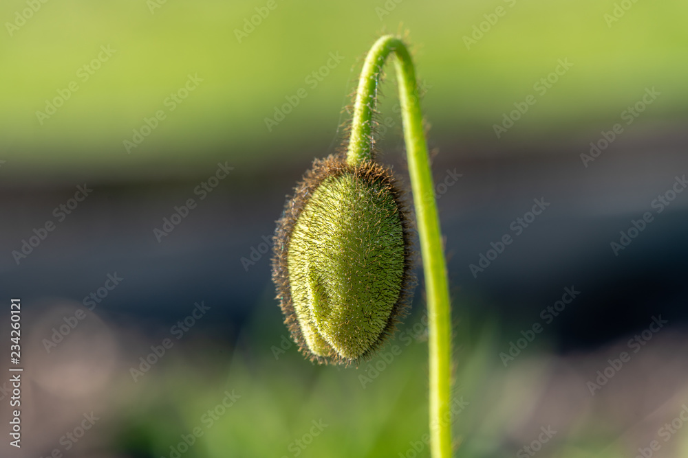 Close up of a green and hairy poppy flower bud in sunshine Close up of a green and hairy poppy flower bud in sunshine