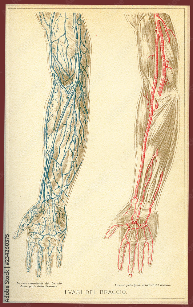 Vintage color table of anatomy, arm blood vessels and blood circulation
