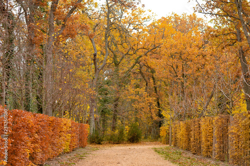 Path in the forest in autumn
