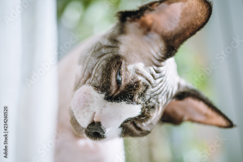 Canadian hairless sphinx cat sits near a window and basks in the sunshine. Eyes are half closed of pleasure.