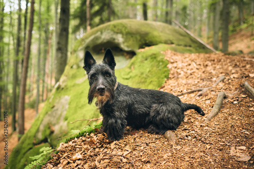 Vászonkép Portrait of a black scottish rerrier in a forest