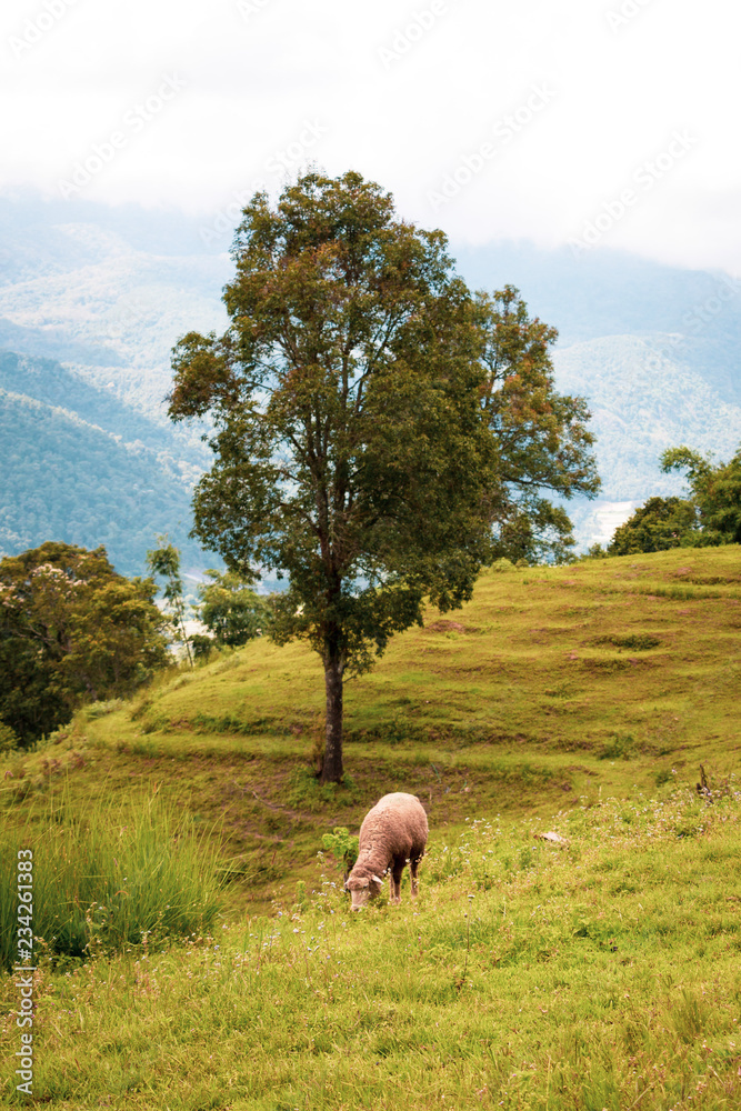Fototapeta premium sheep in field
