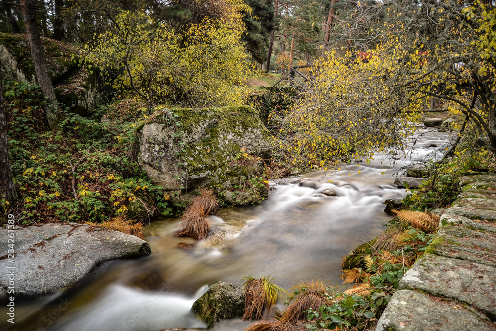 Wild stream in the forest