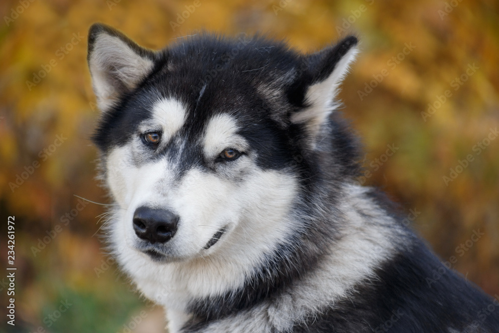 Cute siberian husky on a autumn foliage background. Close up. Pet animals. Cute siberian husky on a autumn foliage background. Close up. Pet animals.