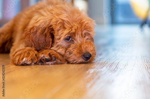 Cute Puppy Dog Laying Down Looking Sad