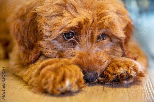 Cute Puppy Dog Laying Down Looking Sad © Darren Baker
