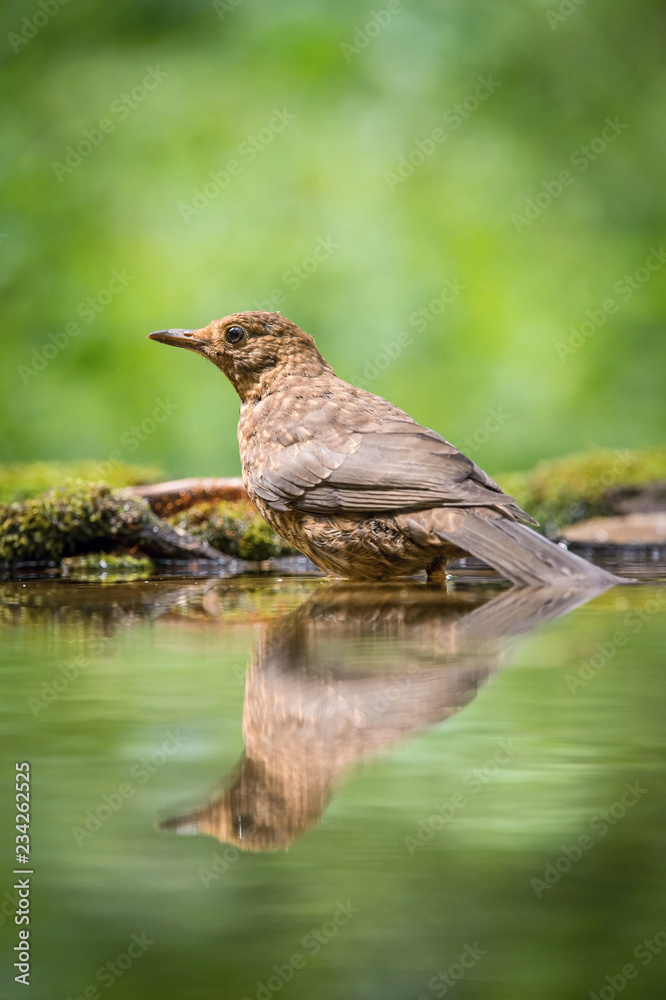 Common Blackbird is sitting at the waterhole in the forest Reflecting on the surface Preparing for the bath Colorful backgound with some flower Common Blackbird is sitting at the waterhole in the forest Reflecting on the surface Preparing for the bath Colorful backgound with some flower