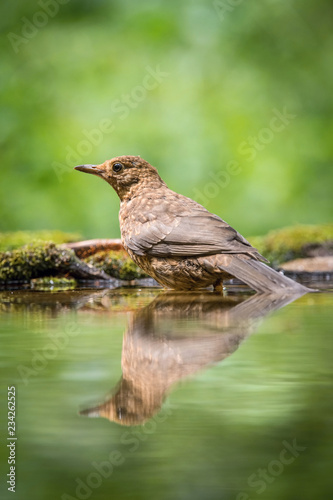 Common Blackbird is sitting at the waterhole in the forest Reflecting on the surface Preparing for the bath Colorful backgound with some flower © Petr Šimon