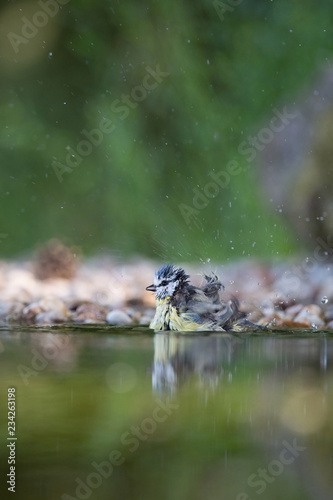 The  Eurasian Blue Tit  or Cyanistes caeruleus is sitting at the waterhole in the forest Reflecting on the surface Preparing for the bath Colorful backgound with some flower..