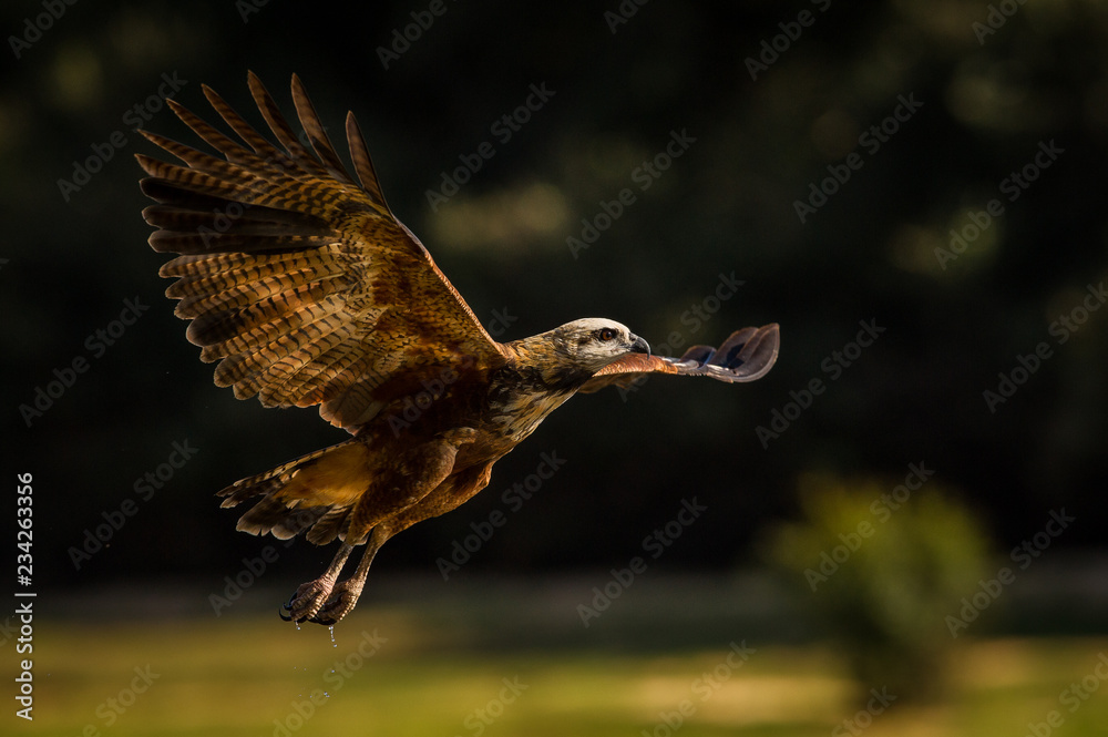 Fototapeta premium The Black-collared Hawk or Busarellus nigricollis is flying and trying to catch the fish from Rio Negro River in Brazil in Pantanal. Colorful environment of wildness. ..