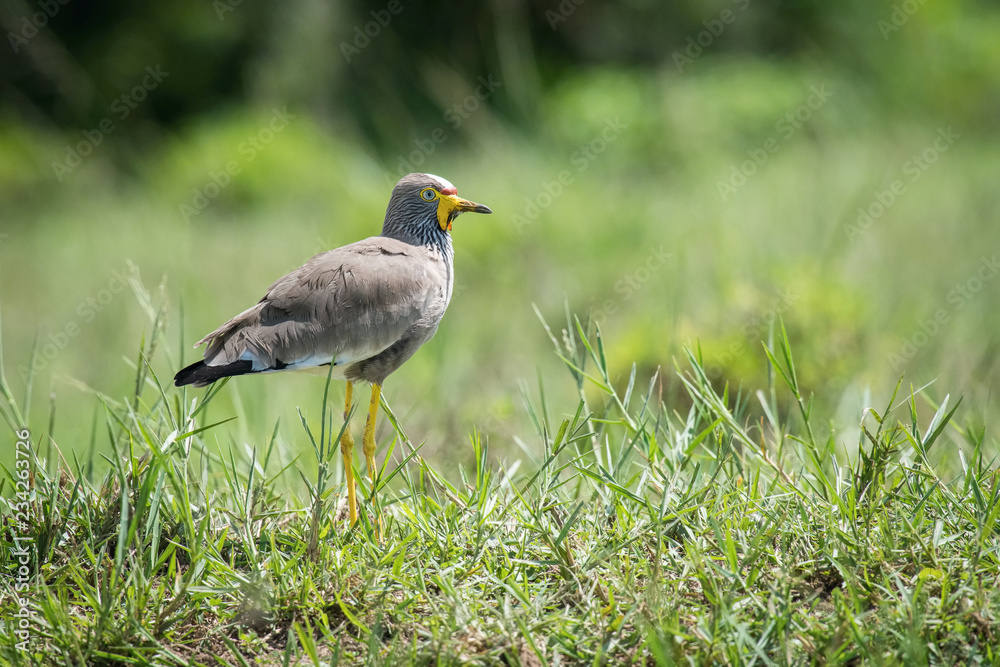 Obraz premium The African Wattled Lapwing or Vanellus senegallus is standing on the ground in nice natural environment of Uganda wildlife in Africa