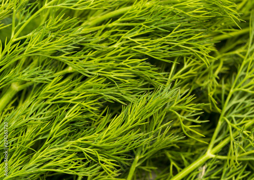 Green leaves of dill as abstract background