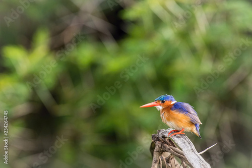 The Malachite Kingfisher, Corythornis cristatus is sitting and posing on the branch, amazing picturesque green background, in the morning during sunrise, waiting for its prey in Uganda..