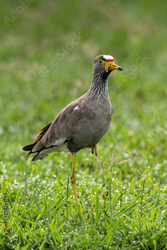 The African Wattled Lapwing or Vanellus senegallus is standing on the ground in nice natural environment of Uganda wildlife in Africa