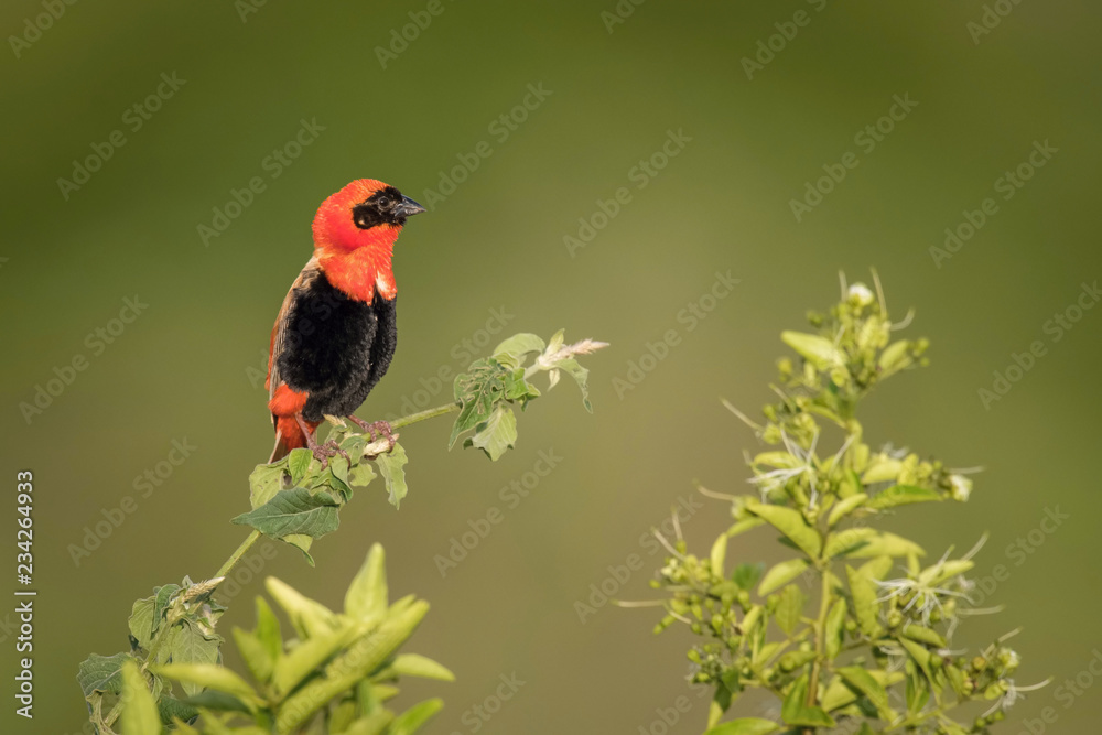 The Red Bishop, Euplectes orix is sitting on the branch and posing. Male is showing off. It is flying red gem of Uganda, green backround..