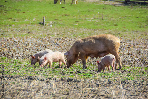 Fototapeta Naklejka Na Ścianę i Meble -  mother pig with her piglets on a meadow eat farm agriculture pork
