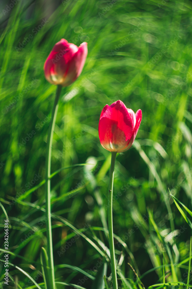 Bright pink wild tulips on the background of a green summer meadow, selective focus Bright pink wild tulips on the background of a green summer meadow, selective focus