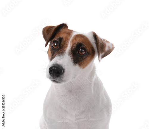 Cute funny dog on white background © Pixel-Shot