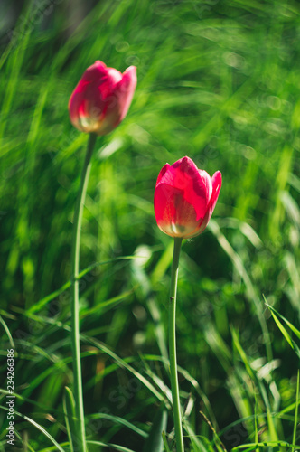 Bright pink wild tulips on the background of a green summer meadow  selective focus