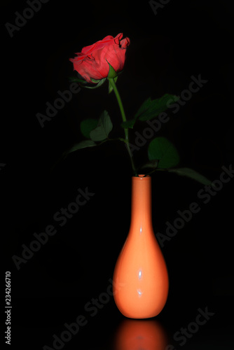 Single red rose in vase on black background