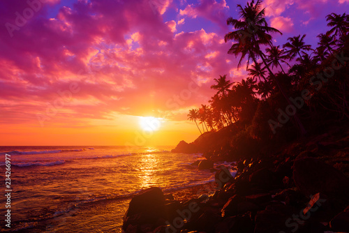 Tropical island coast coconut palm trees vivid beautiful sunset