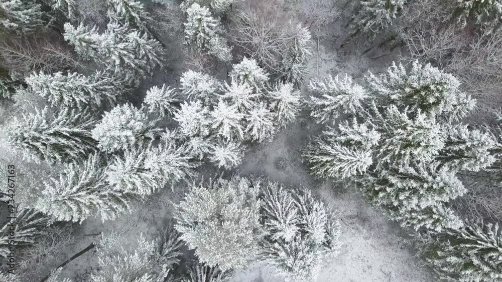 Aerial flyover frozen snowy spruce forest Aerial flyover frozen snowy spruce forest
